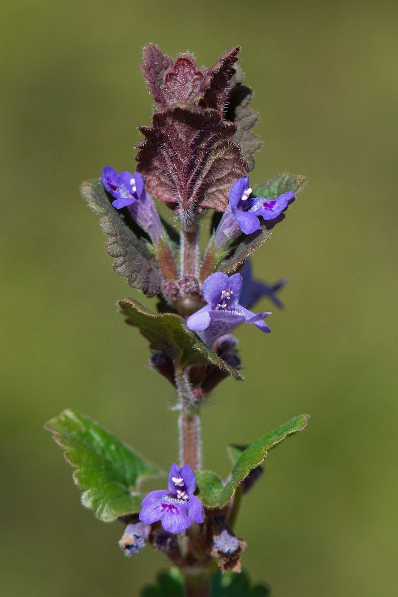 David Plant Photography - Wildlife Photography - Ground-ivy - A.JPG - Ground-ivy - Cambridgeshire