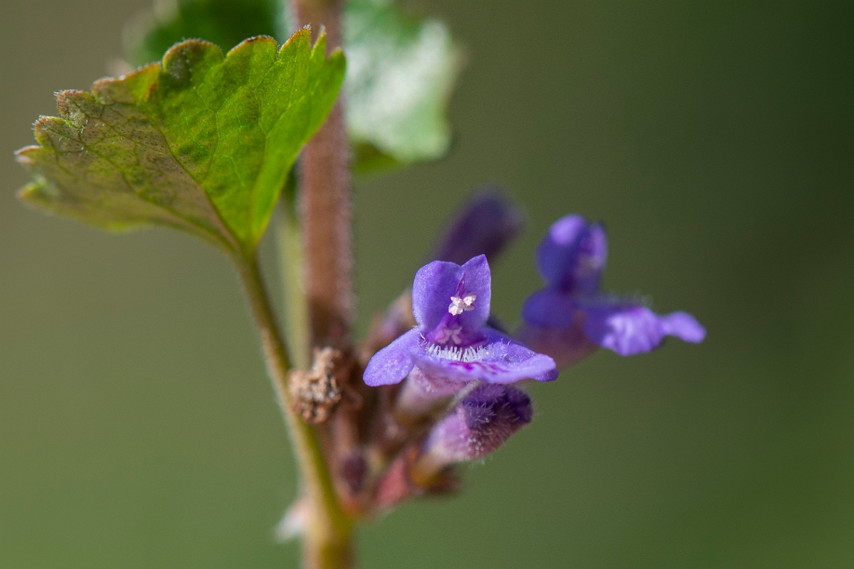 David Plant Photography - Wildlife Photography - Ground-ivy - B.JPG - Ground-ivy - Cambridgeshire