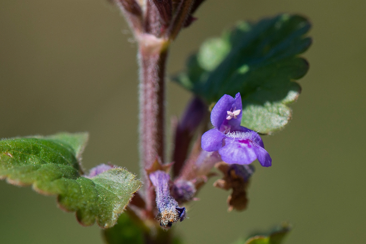 David Plant Photography - Wildlife Photography - Ground-ivy - C.JPG - Ground-ivy - Cambridgeshire