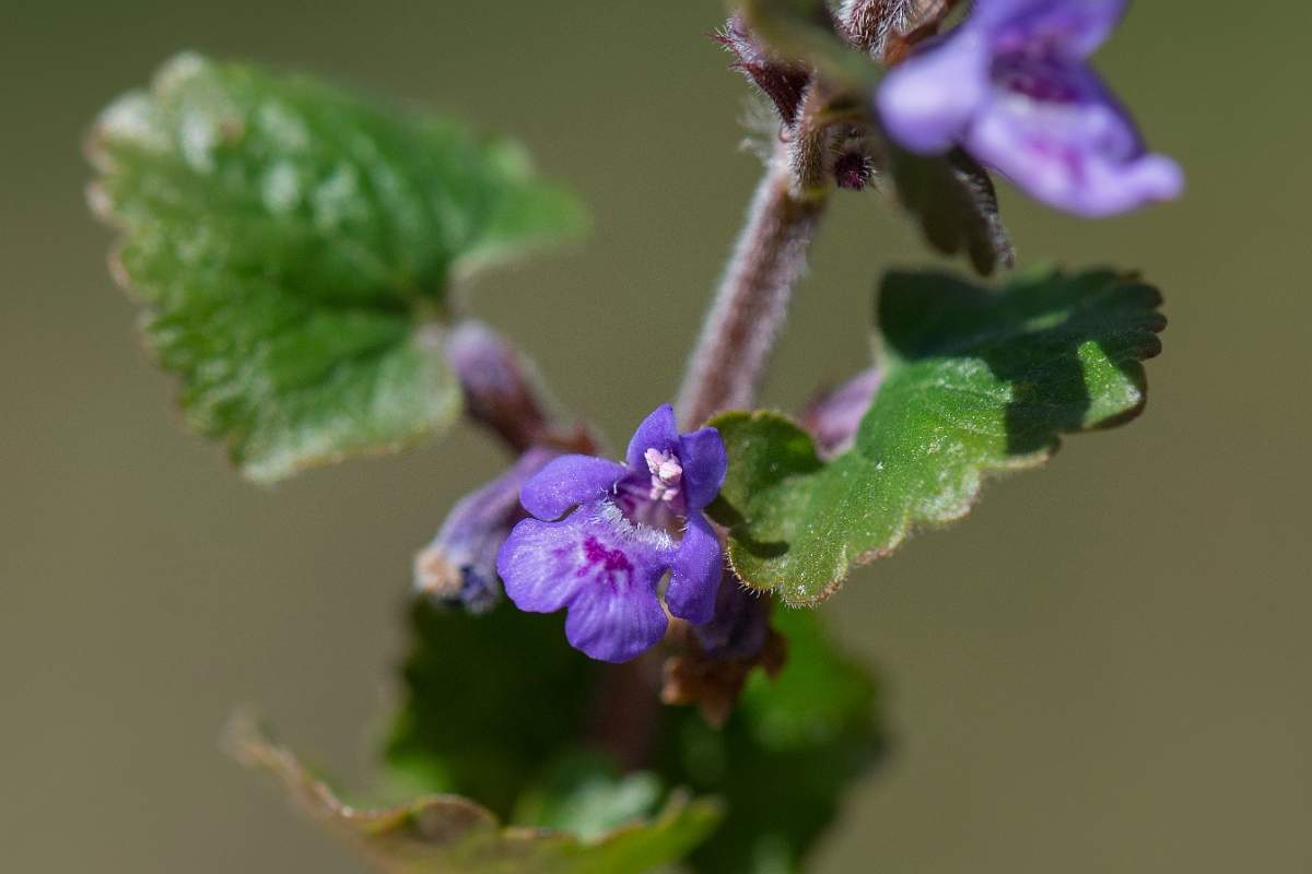 David Plant Photography - Wildlife Photography - Ground-ivy - D.JPG - Ground-ivy - Cambridgeshire