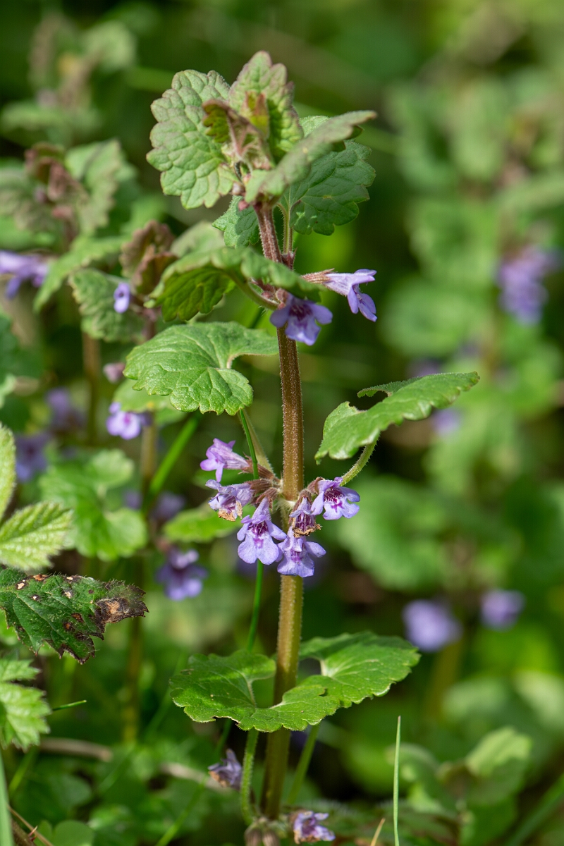 David Plant Photography - Wildlife Photography - Ground-ivy - F.jpg - Ground-ivy - Gloucestershire