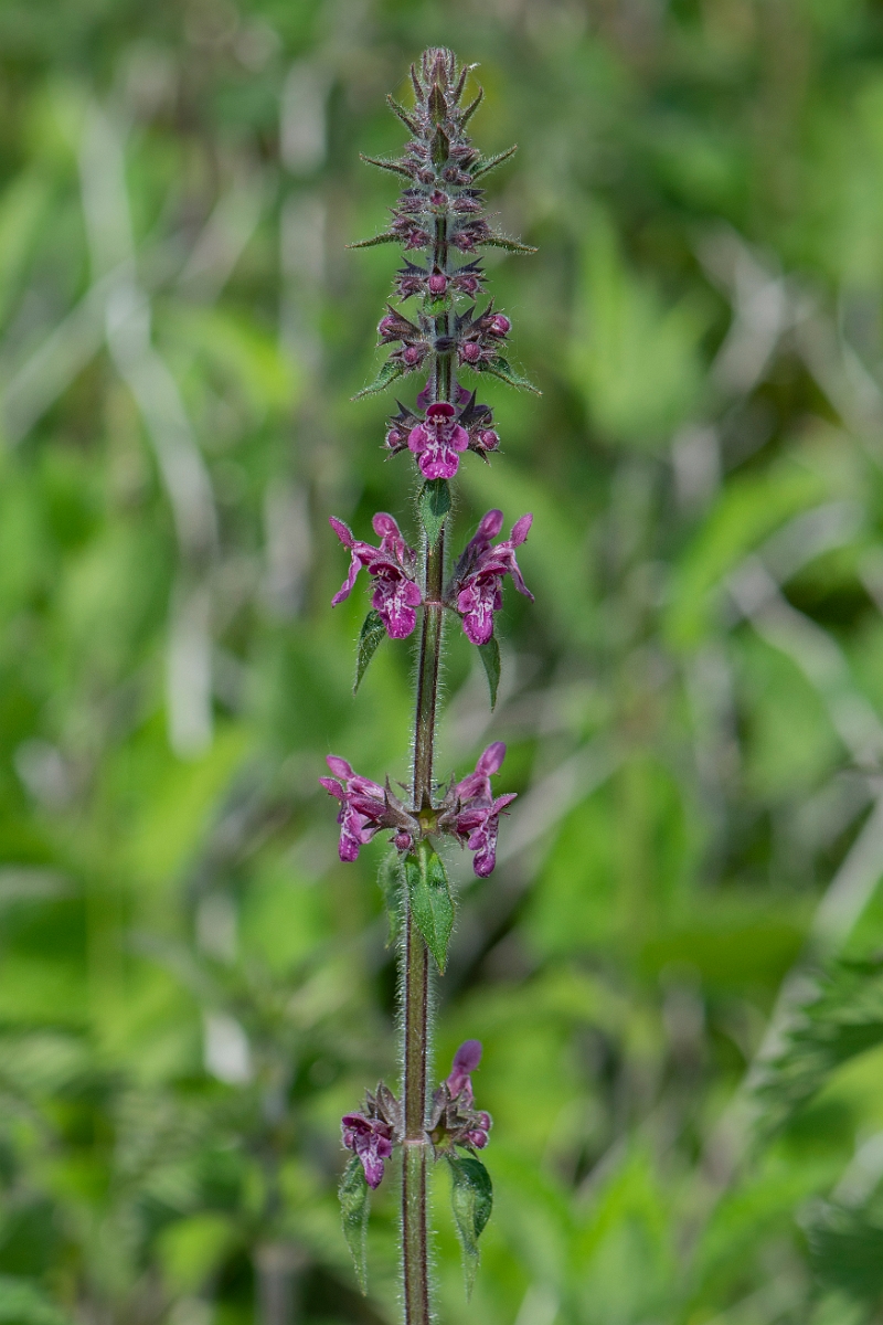 David Plant Photography - Wildlife Photography - Hedge woundwort - C.JPG - Hedge woundwort - Oxfordshire