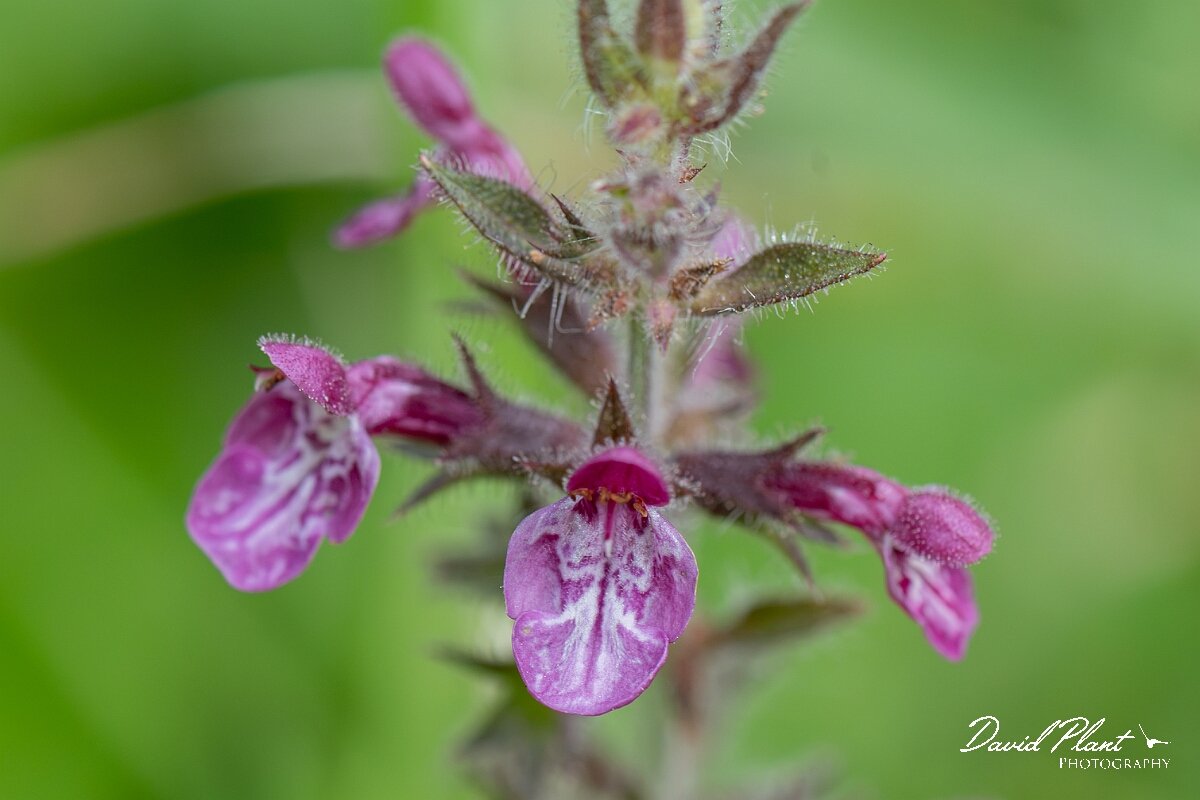 David Plant Photography - Wildlife Photography - Hedge woundwort - F.jpg - Hedge woundwort, Stachys sylvatica, flower - Gloucestershire