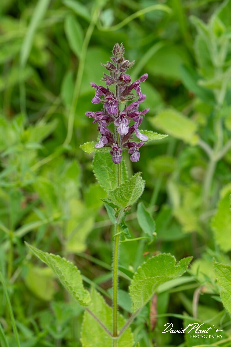 David Plant Photography - Wildlife Photography - Hedge woundwort - G.jpg - Hedge woundwort, Stachys sylvatica - Gloucestershire