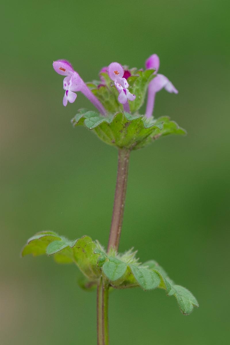 David Plant Photography - Wildlife Photography - Henbit dead-nettle - A.JPG - Henbit dead-nettle - Suffolk