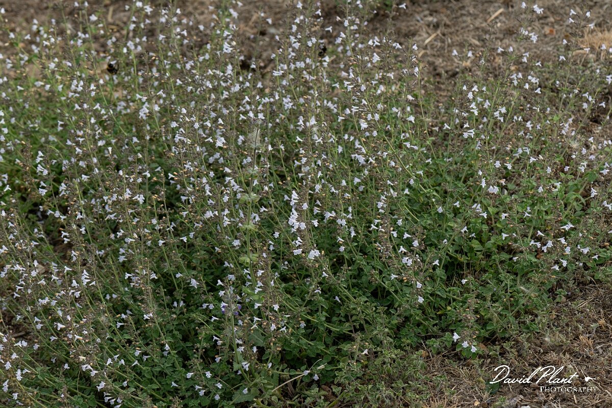 David Plant Photography - Wildlife Photography - Lesser calamint - A.jpg - Lesser calamint, Clinopodium nepeta - Essex