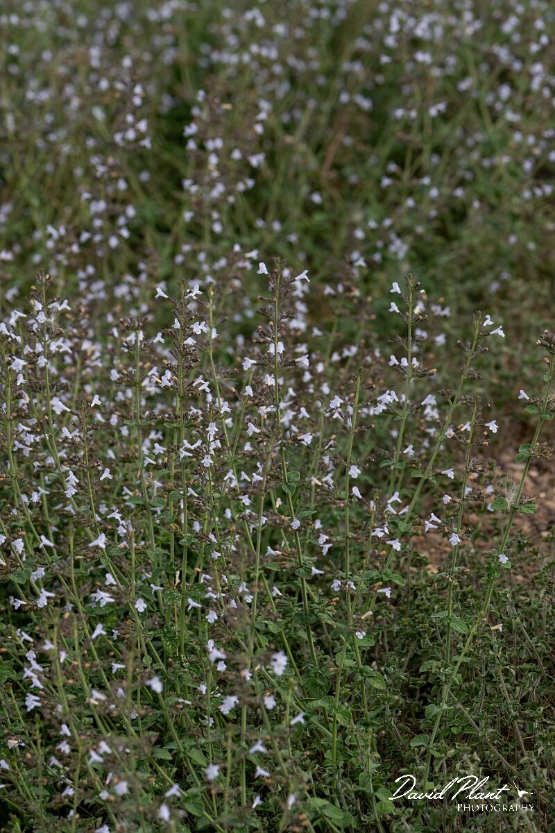 David Plant Photography - Wildlife Photography - Lesser calamint - B.jpg - Lesser calamint, Clinopodium nepeta - Essex
