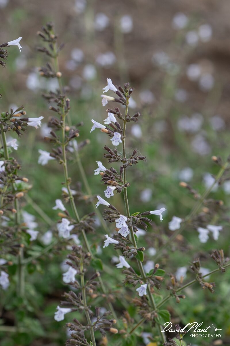 David Plant Photography - Wildlife Photography - Lesser calamint - C.jpg - Lesser calamint, Clinopodium nepeta - Essex