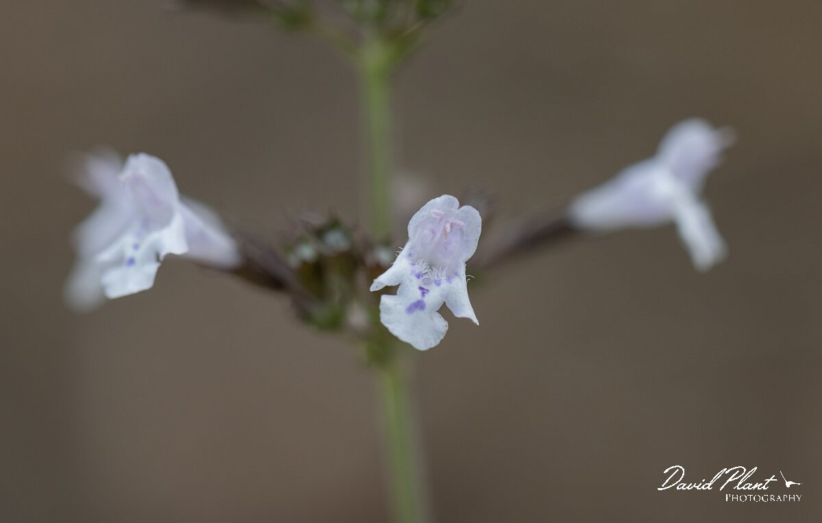 David Plant Photography - Wildlife Photography - Lesser calamint - D.jpg - Lesser calamint, Clinopodium nepeta, flower - Essex