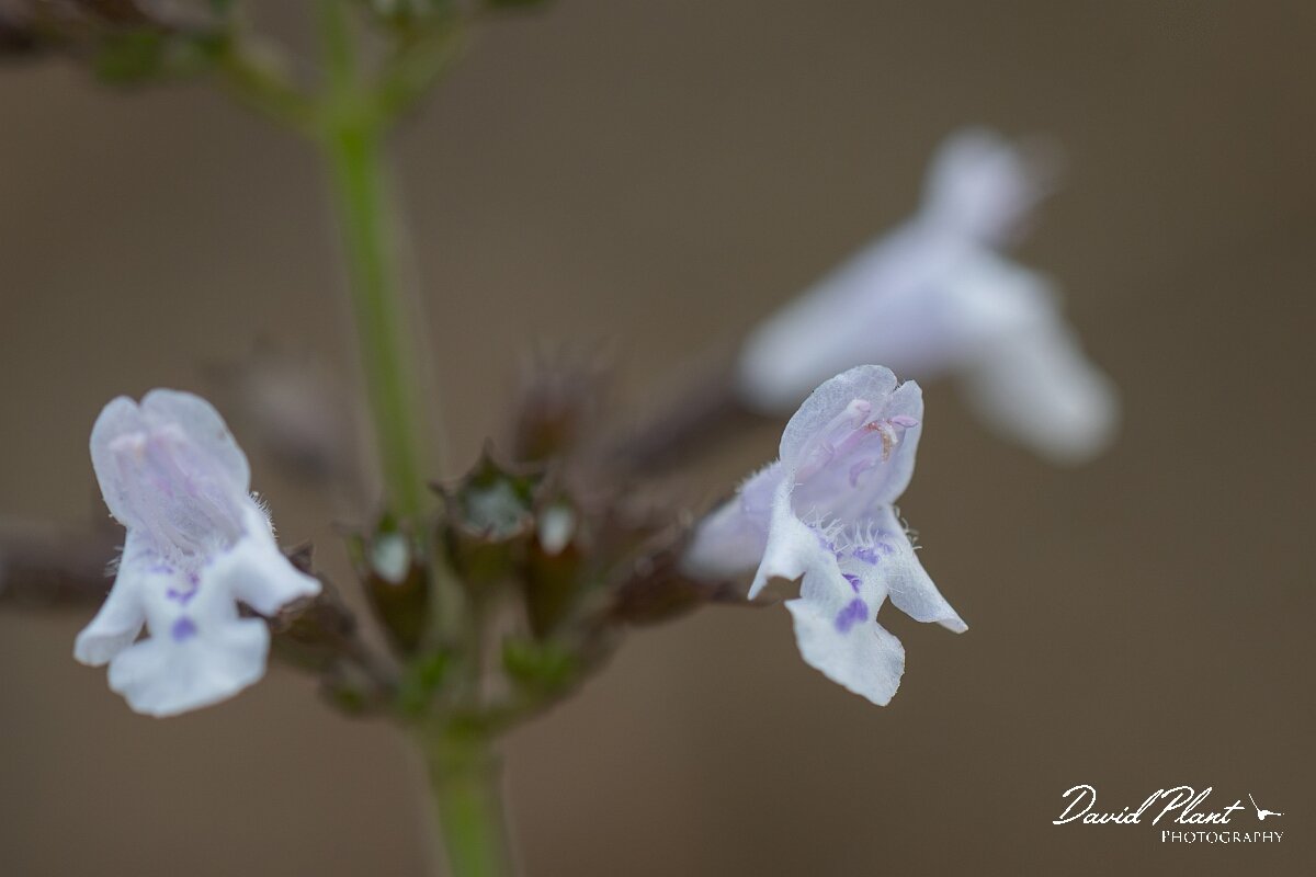 David Plant Photography - Wildlife Photography - Lesser calamint - E.jpg - Lesser calamint, Clinopodium nepeta, flower - Essex