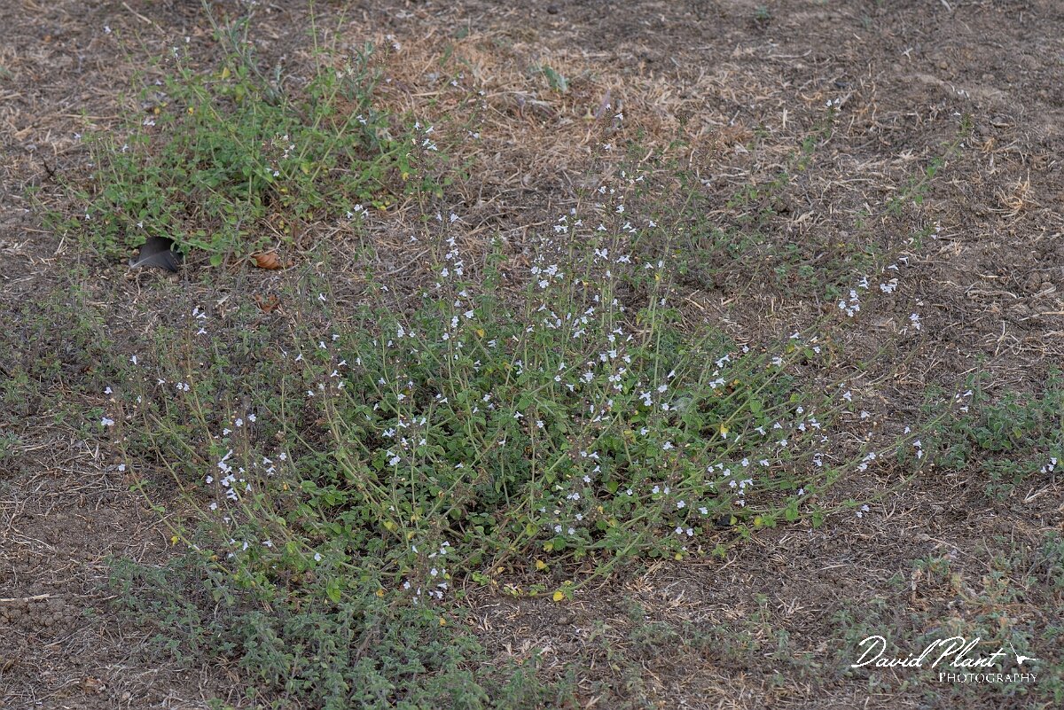 David Plant Photography - Wildlife Photography - Lesser calamint - F.jpg - Lesser calamint, Clinopodium nepeta - Essex