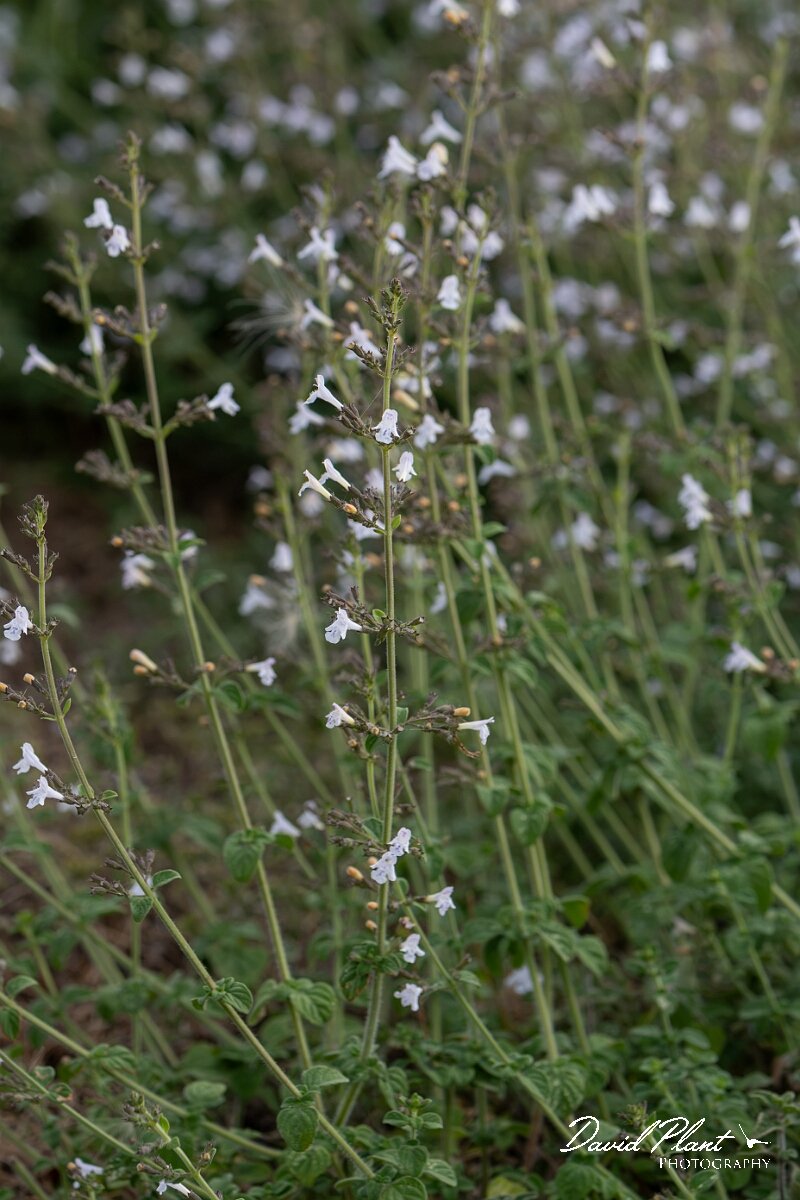 David Plant Photography - Wildlife Photography - Lesser calamint - G.jpg - Lesser calamint, Clinopodium nepeta - Essex