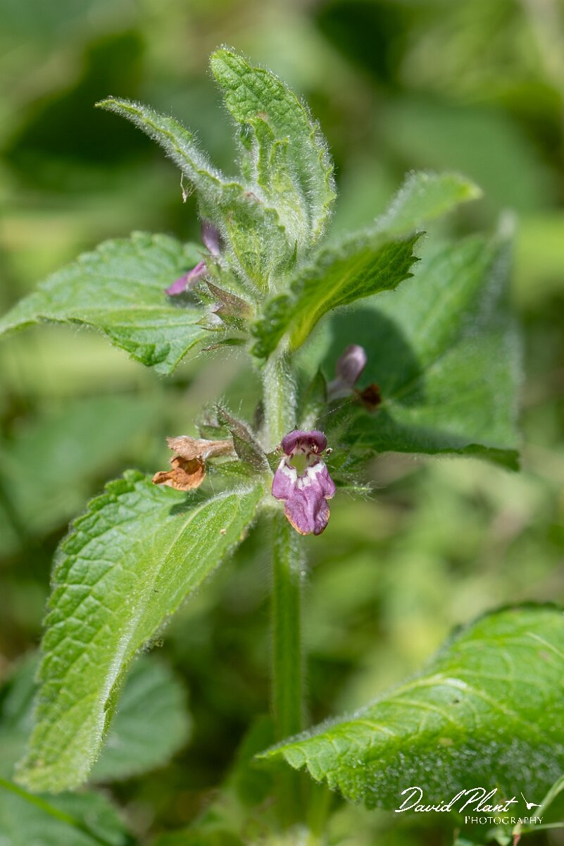 David Plant Photography - Wildlife Photography - Limestone woundwort - A.jpg - Limestone woundwort, Stachys alpina - Gloucestershire