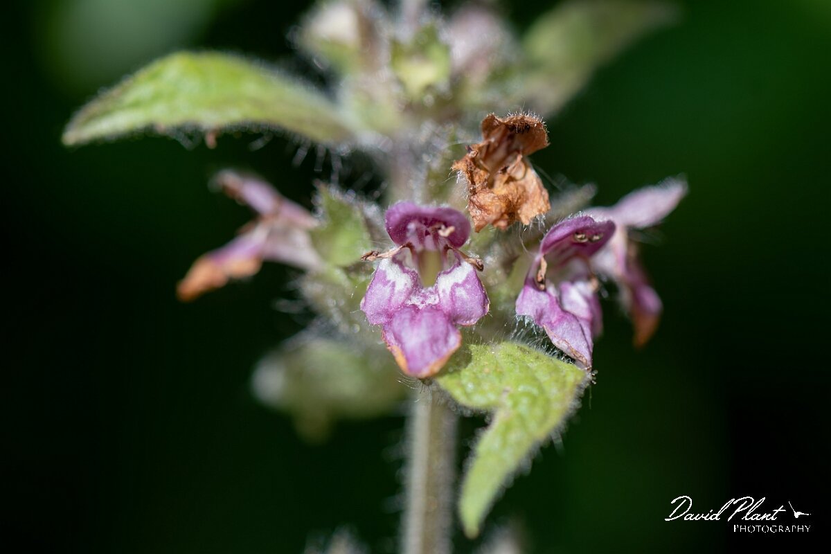 David Plant Photography - Wildlife Photography - Limestone woundwort - C.jpg - Limestone woundwort, Stachys alpina - Gloucestershire