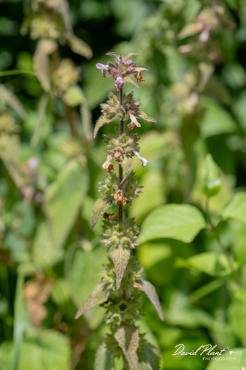 David Plant Photography - Wildlife Photography - Limestone woundwort - D.jpg - Limestone woundwort, Stachys alpina - Gloucestershire