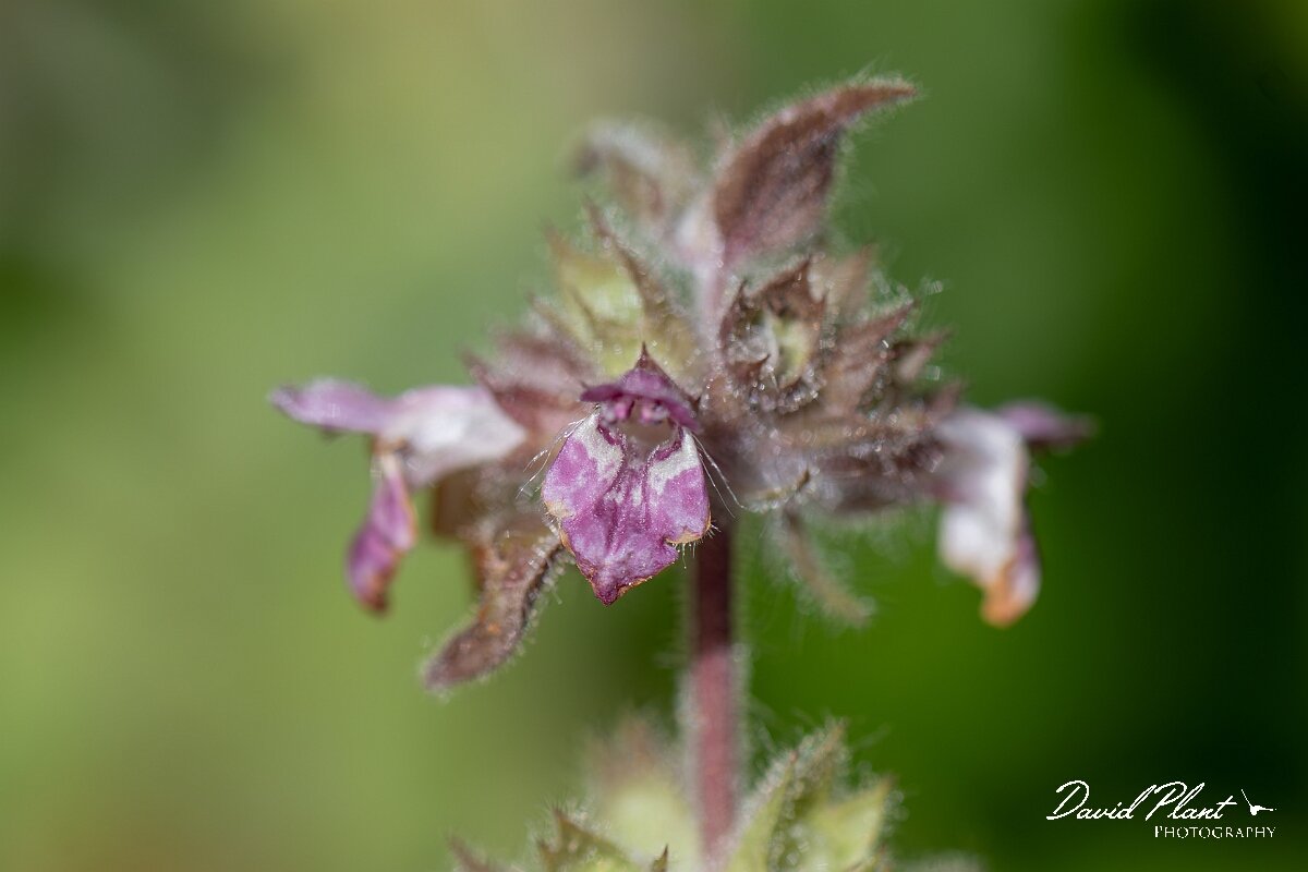 David Plant Photography - Wildlife Photography - Limestone woundwort - E.jpg - Limestone woundwort, Stachys alpina - Gloucestershire