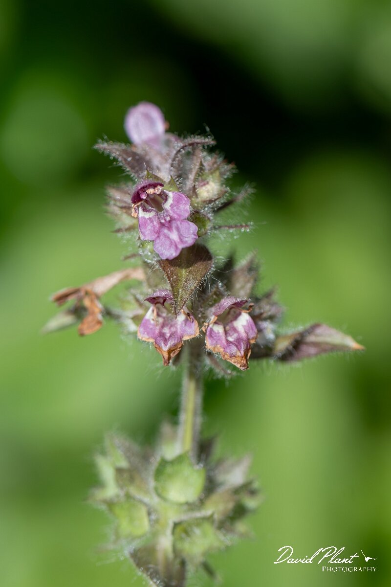 David Plant Photography - Wildlife Photography - Limestone woundwort - F.jpg - Limestone woundwort, Stachys alpina - Gloucestershire