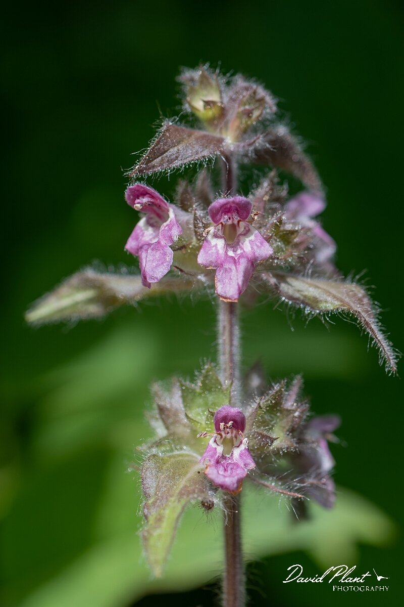 David Plant Photography - Wildlife Photography - Limestone woundwort - H.jpg - Limestone woundwort, Stachys alpina - Gloucestershire