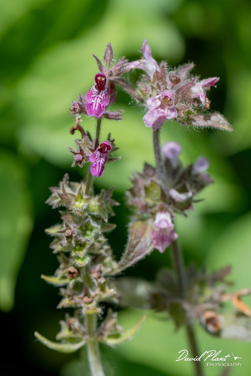 David Plant Photography - Wildlife Photography - Limestone woundwort - I.jpg - Limestone woundwort, Stachys alpina - Gloucestershire