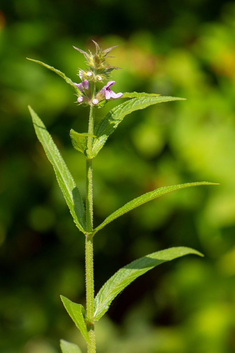David Plant Photography - Wildlife Photography - Marsh woundwort - C.jpg - Marsh woundwort - Cotswolds