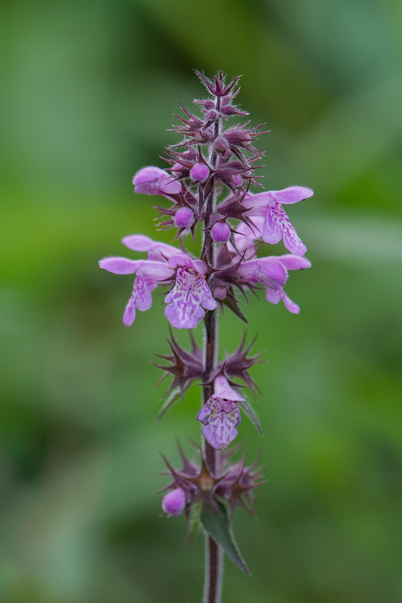 David Plant Photography - Wildlife Photography - Marsh woundwort - E.JPG - Marsh woundwort - Highlands