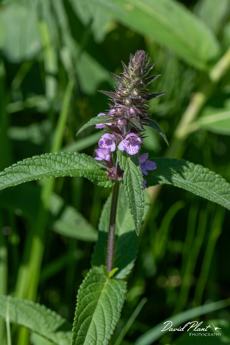 David Plant Photography - Wildlife Photography - Marsh woundwort - H.jpg - Marsh woundwort, Stachys palustris - Gloucestershire