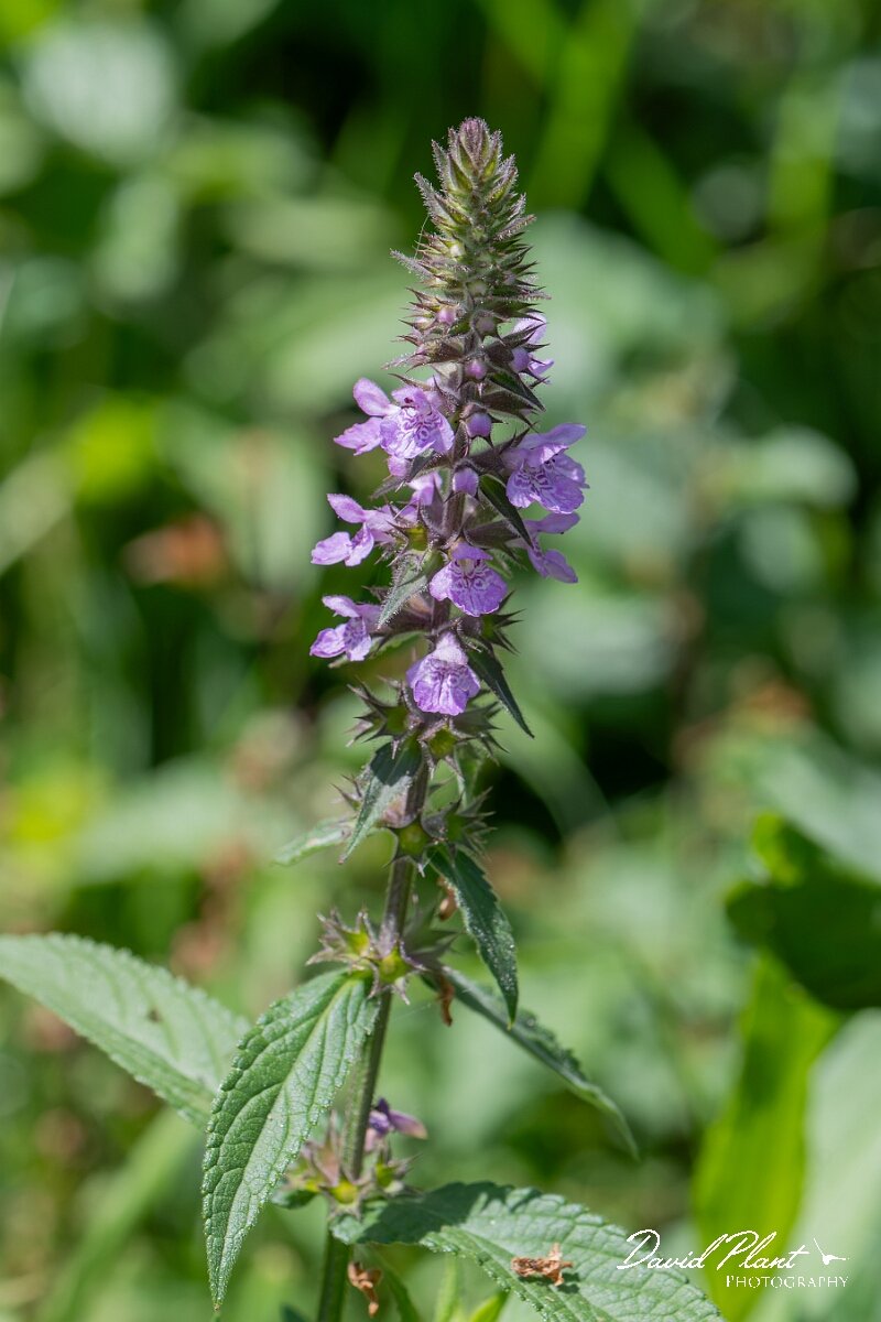 David Plant Photography - Wildlife Photography - Marsh woundwort - I.jpg - Marsh woundwort, Stachys palustris - Gloucestershire