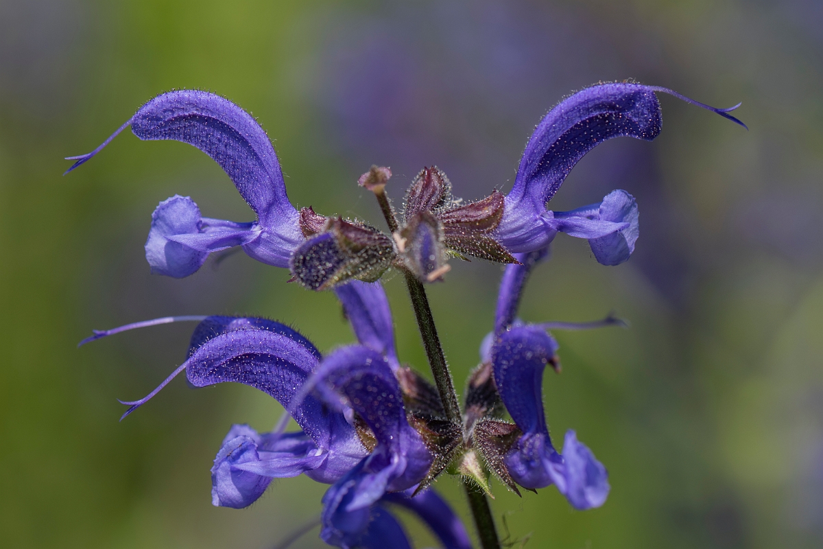 David Plant Photography - Wildlife Photography - Meadow clary - D.JPG - Meadow clary - Kent