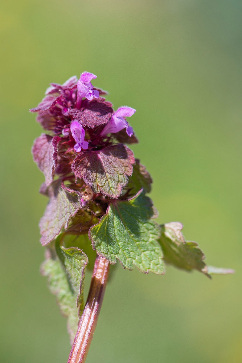 David Plant Photography - Wildlife Photography - Red dead-nettle - B.JPG - Red dead-nettle - Cambridgeshire