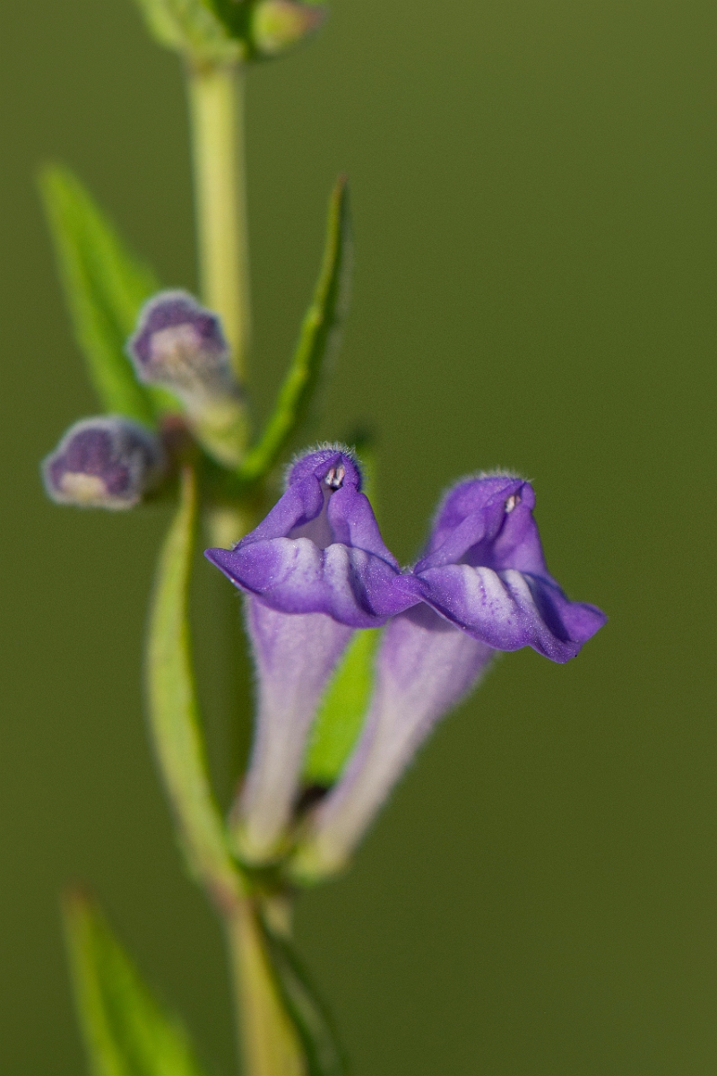 David Plant Photography - Wildlife Photography - Skullcap - D.JPG - Skullcap - Highlands