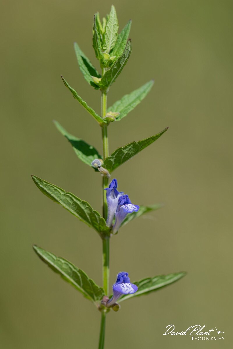 David Plant Photography - Wildlife Photography - Skullcap - E.jpg - Skullcap, Scutellaria galericulata - Gloucestershire