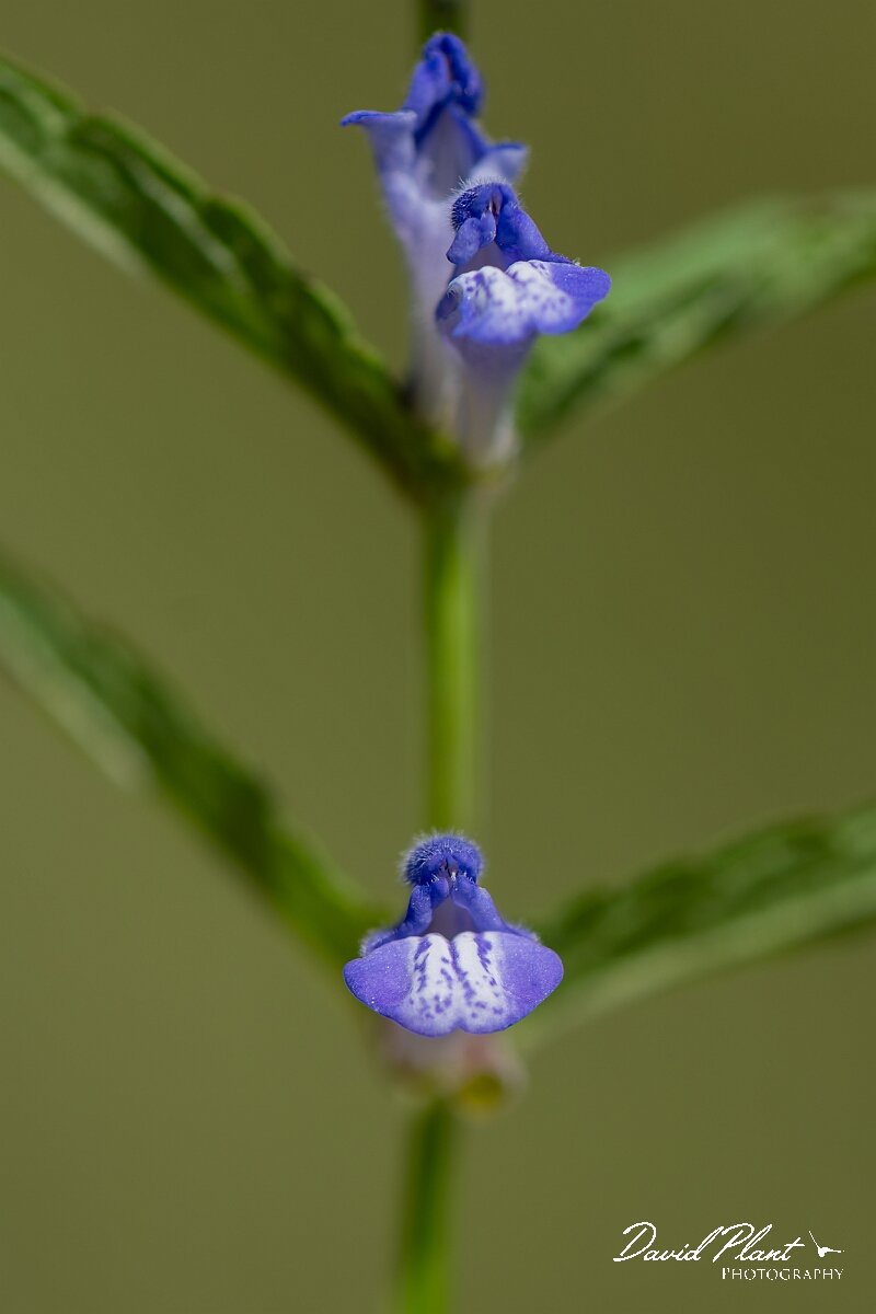 David Plant Photography - Wildlife Photography - Skullcap - F.jpg - Skullcap, Scutellaria galericulata - Gloucestershire