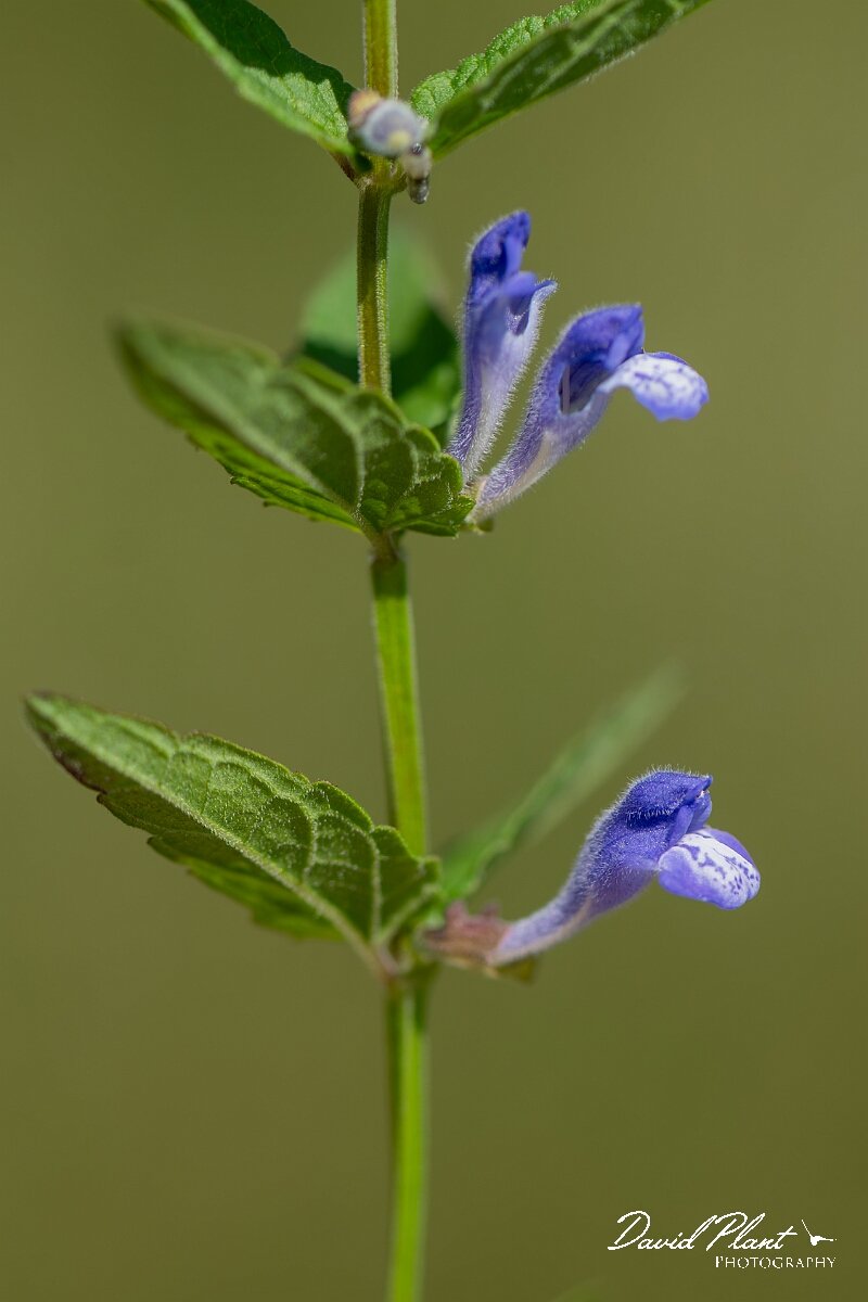 David Plant Photography - Wildlife Photography - Skullcap - G.jpg - Skullcap, Scutellaria galericulata - Gloucestershire