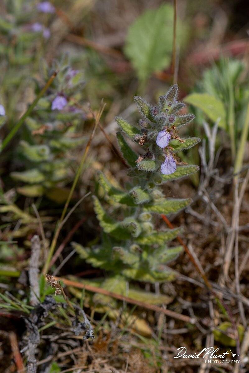 David Plant Photography - Wildlife Photography - Water germander - B.jpg - Water germander, Teucrium scordium - Devon