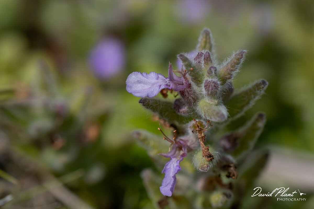 David Plant Photography - Wildlife Photography - Water germander - C.jpg - Water germander, Teucrium scordium - Devon
