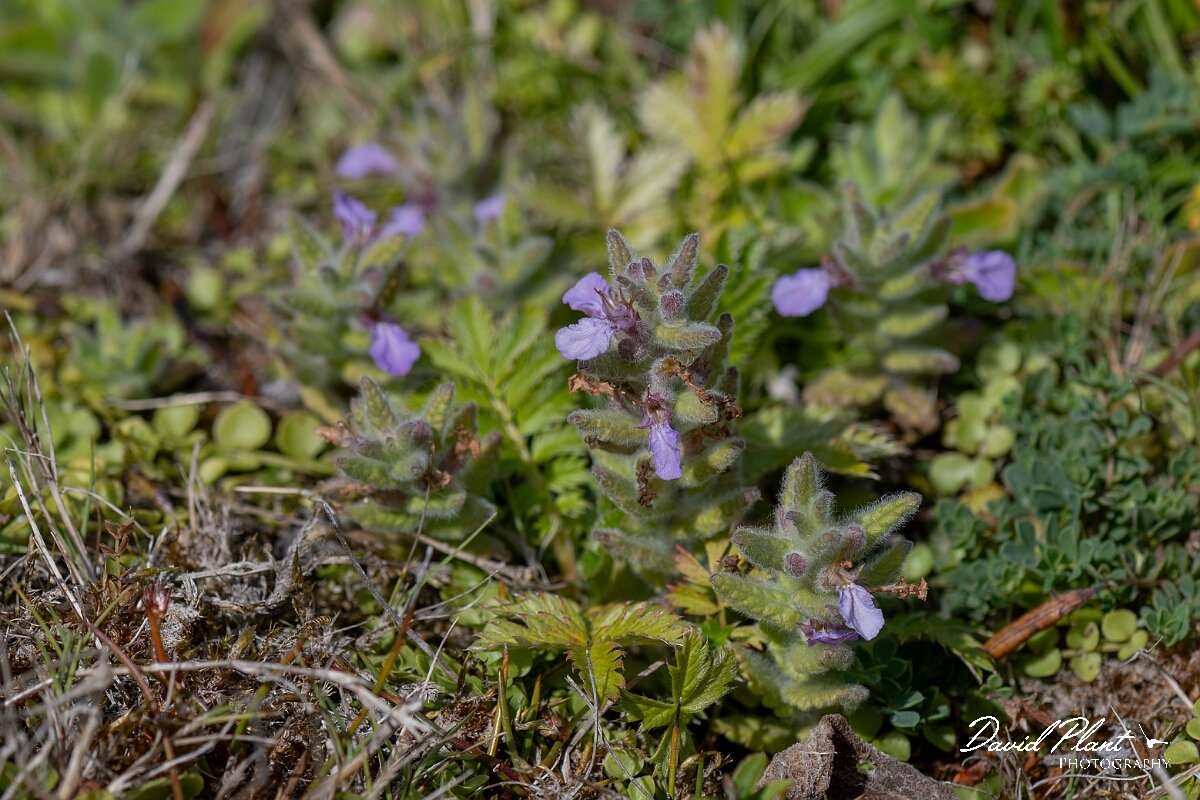 David Plant Photography - Wildlife Photography - Water germander - D.jpg - Water germander, Teucrium scordium - Devon