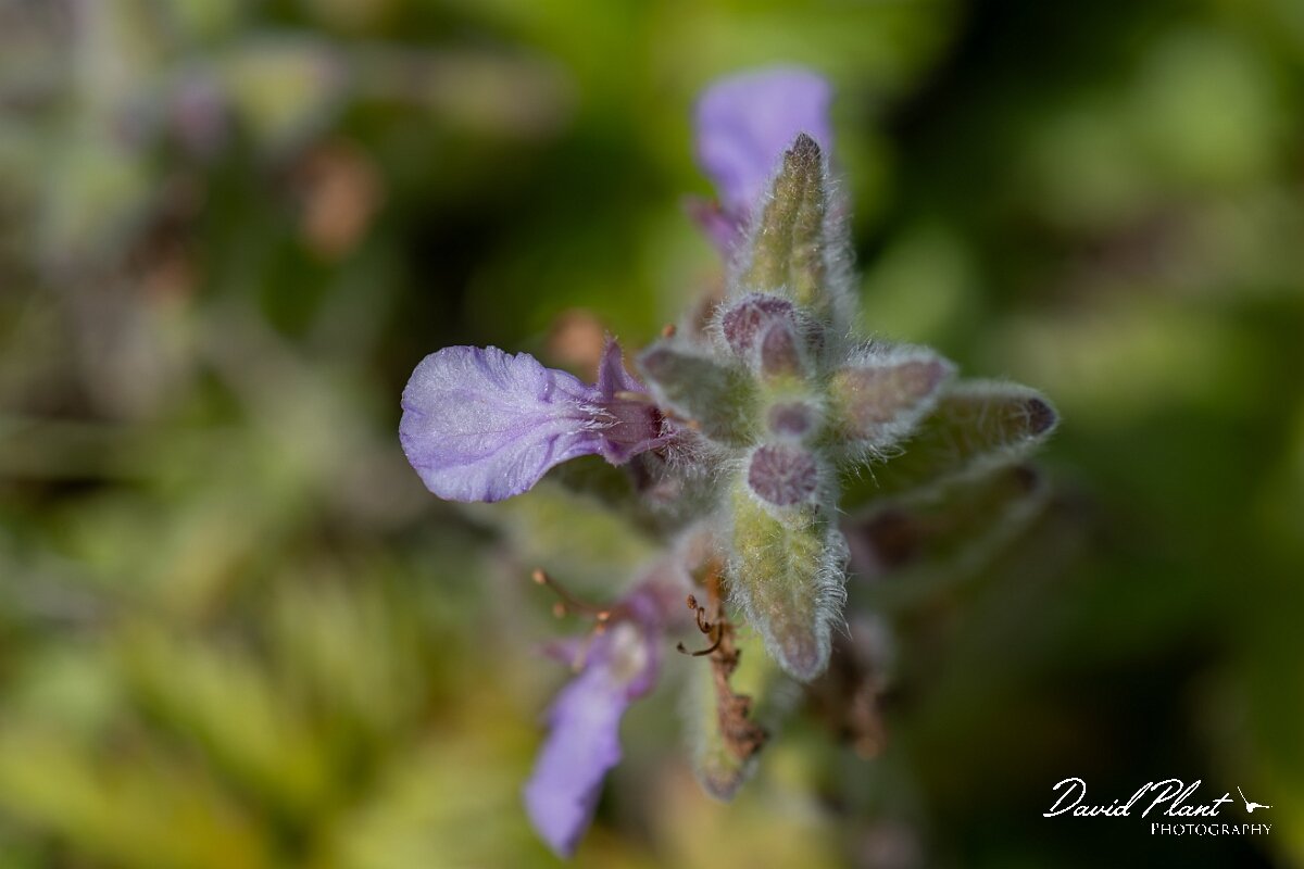 David Plant Photography - Wildlife Photography - Water germander - F.jpg - Water germander, Teucrium scordium - Devon