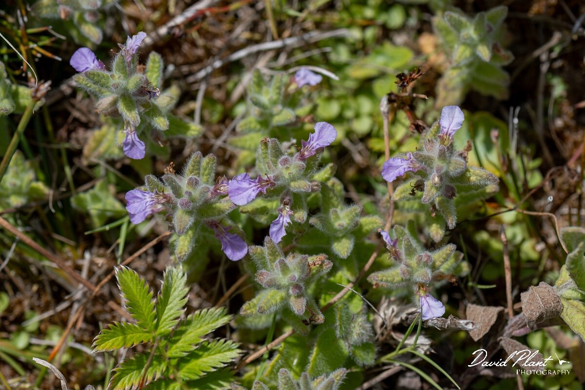 David Plant Photography - Wildlife Photography - Water germander - G.jpg - Water germander, Teucrium scordium - Devon