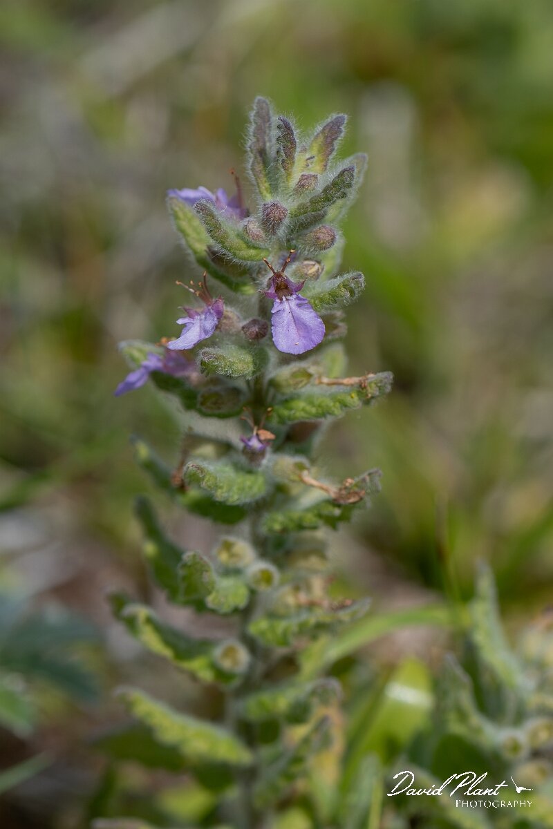 David Plant Photography - Wildlife Photography - Water germander - H.jpg - Water germander, Teucrium scordium - Devon