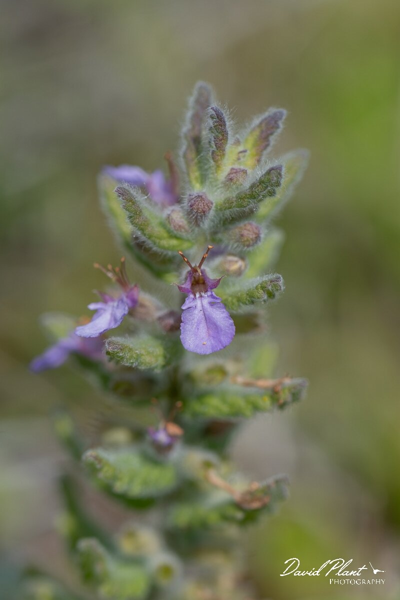 David Plant Photography - Wildlife Photography - Water germander - I.jpg - Water germander, Teucrium scordium - Devon