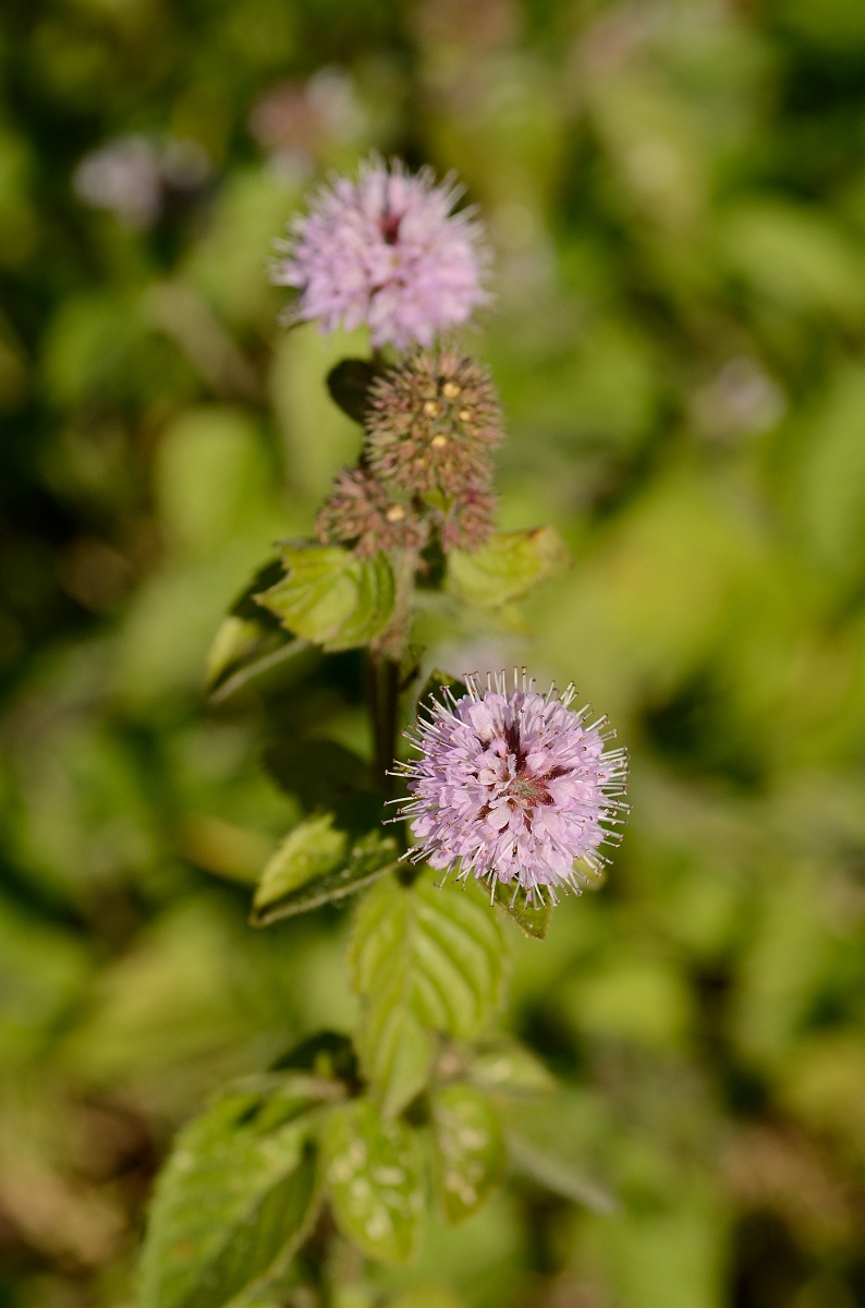 David Plant Photography - Wildlife Photography - Water mint - B.jpg - Water mint - Suffolk