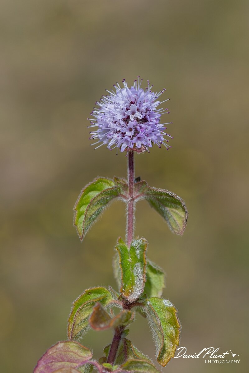 David Plant Photography - Wildlife Photography - Water mint - C.jpg - Water mint, Mentha aquatica - Devon