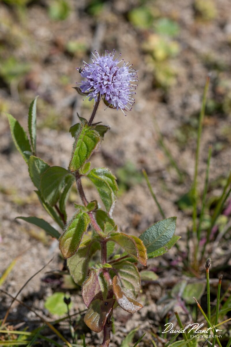 David Plant Photography - Wildlife Photography - Water mint - D.jpg - Water mint, Mentha aquatica - Devon
