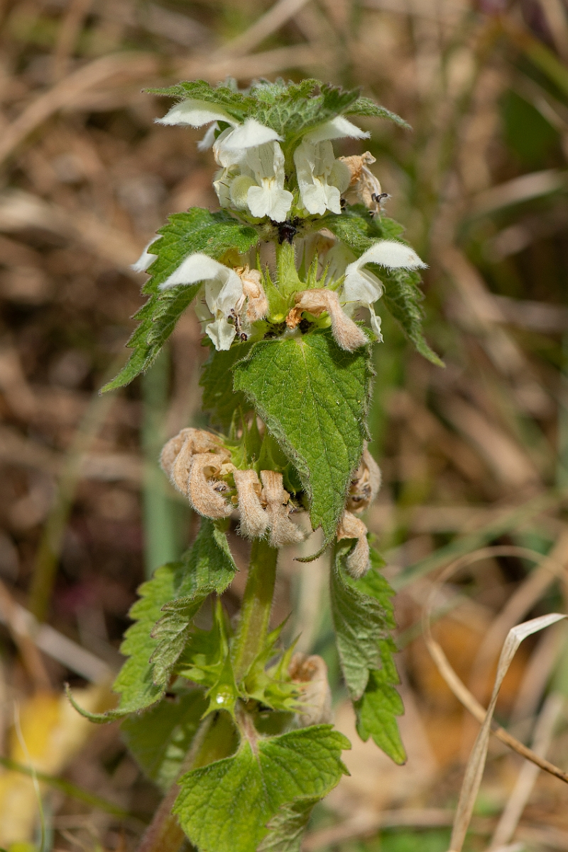 David Plant Photography - Wildlife Photography - White dead-nettle - A.JPG - White dead-nettle - Suffolk