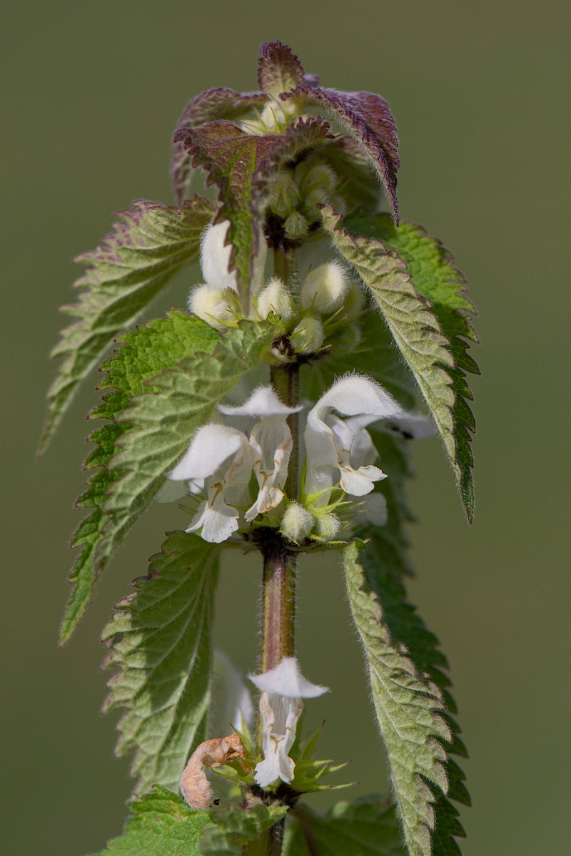 David Plant Photography - Wildlife Photography - White dead-nettle - C.JPG - White dead-nettle - Cambridgeshire