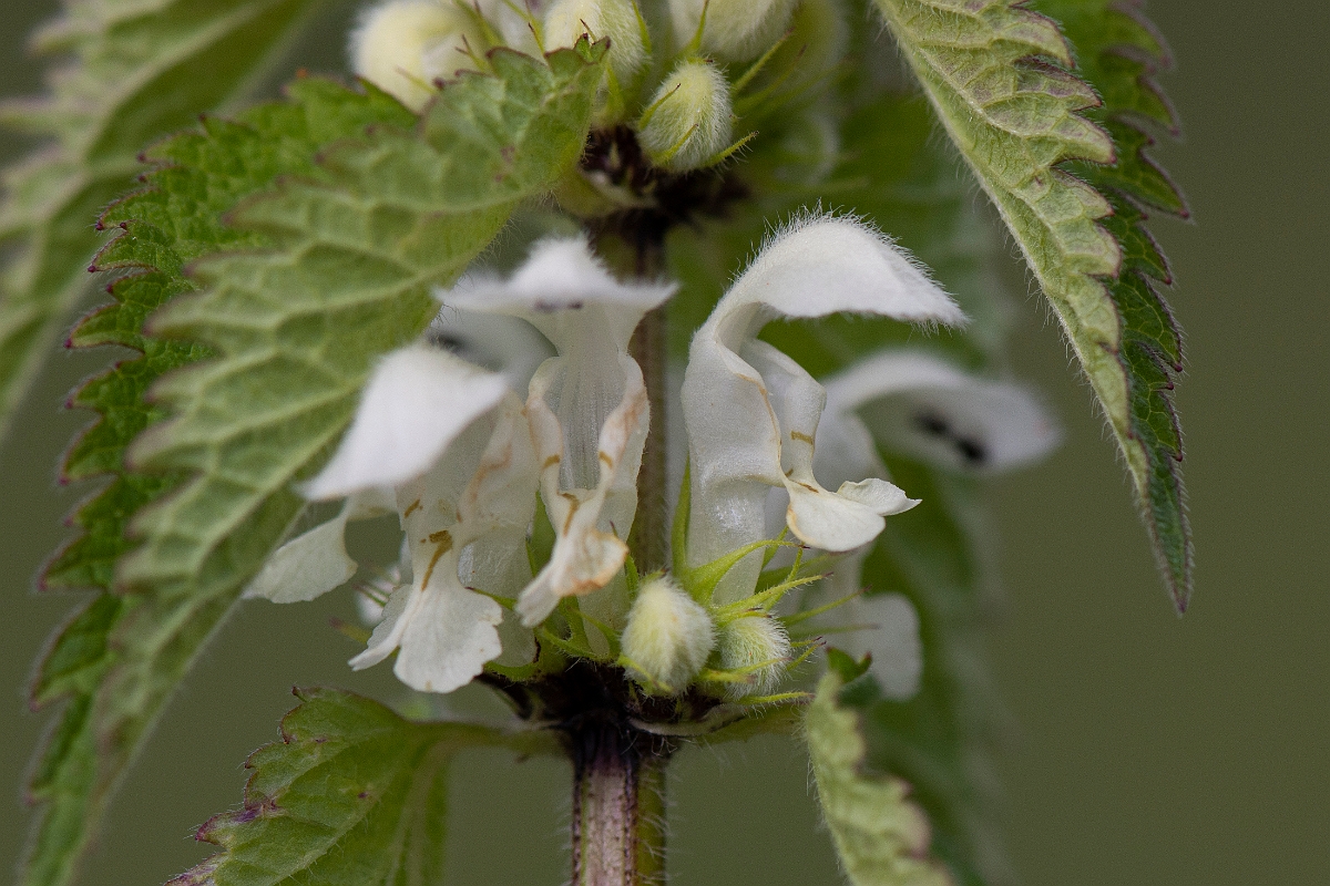 David Plant Photography - Wildlife Photography - White dead-nettle - D.JPG - White dead-nettle flower - Cambridgeshire