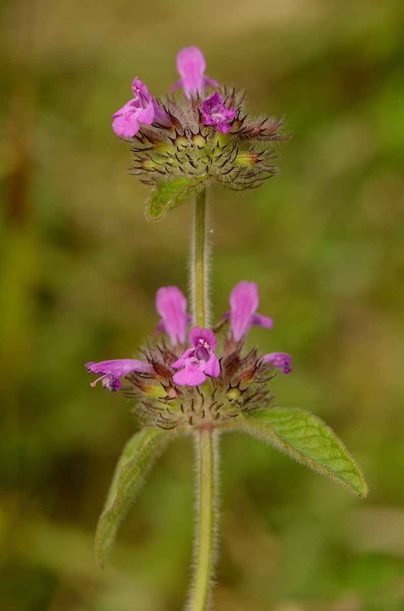David Plant Photography - Wildlife Photography - Wild basil - A.jpg - Wild basil - Bedfordshire