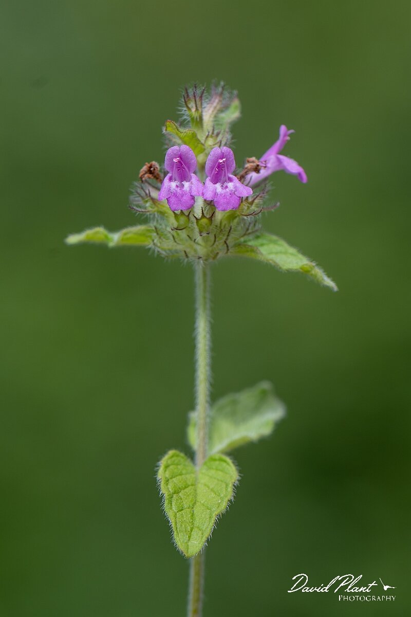 David Plant Photography - Wildlife Photography - Wild basil - B.jpg - Wild basil, Clinopodium vulgare - Bristol
