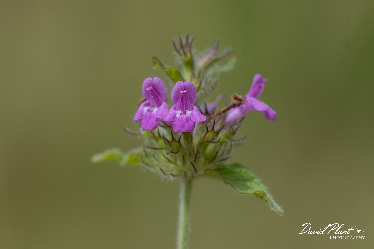 David Plant Photography - Wildlife Photography - Wild basil - C.jpg - Wild basil, Clinopodium vulgare - Bristol