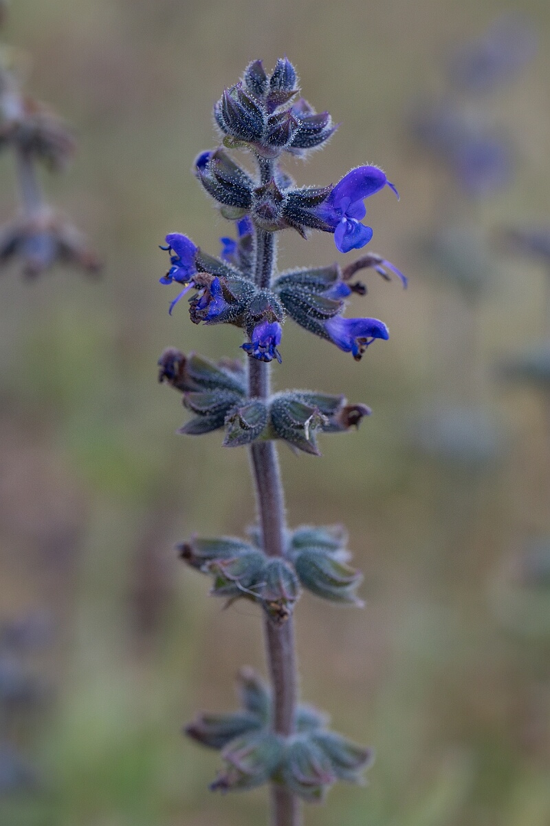 David Plant Photography - Wildlife Photography - Wild clary - D.jpg - Wild clary - Cornwall